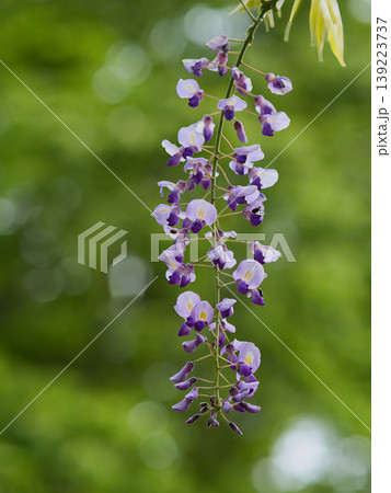 藤の花と玉ボケ 藤の花と玉ボケ 139223737