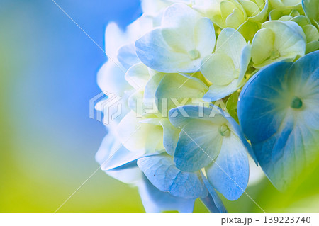 青白い紫陽花 139223740