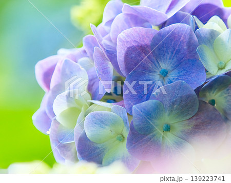 紫色の紫陽花 紫色の紫陽花 139223741