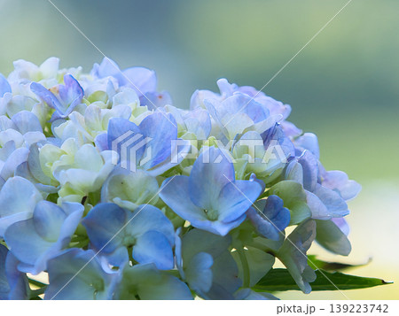 青白い紫陽花 青白い紫陽花 139223742