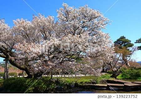 金沢 兼六園の桜 金沢 兼六園の桜 139223752
