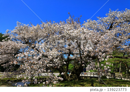 金沢 兼六園の桜 金沢 兼六園の桜 139223773