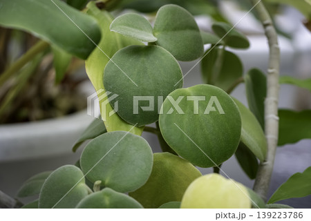 多肉植物のペペロミア 多肉植物のペペロミア 139223786