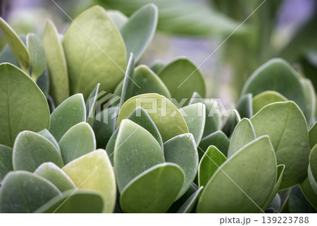 多肉植物のペペロミア 多肉植物のペペロミア 139223788