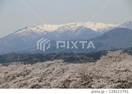 残雪の蔵王連峰とコラボする一目千本桜 残雪の蔵王連峰とコラボする一目千本桜 139223791