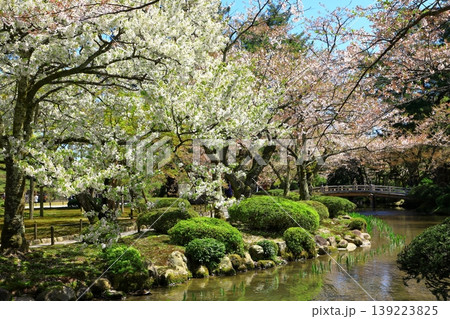金沢　兼六園の桜 139223825