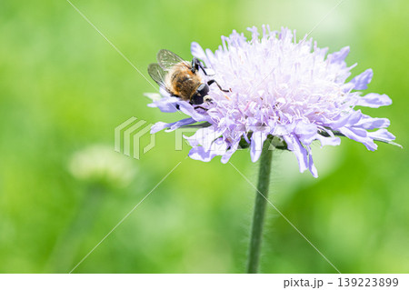 薄紫色の花の蜜を吸蜜するハナアブ 薄紫色の花の蜜を吸蜜するハナアブ 139223899