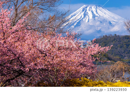 静岡県伊豆の国市天野 狩野川リバーサイドパークの早咲き河津桜と冠雪した世界遺産富士山 静岡県伊豆の国市天野 狩野川リバーサイドパークの早咲き河津桜と冠雪した世界遺産富士山 139223930