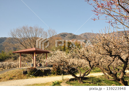 南濃梅園 南濃梅園 139223948