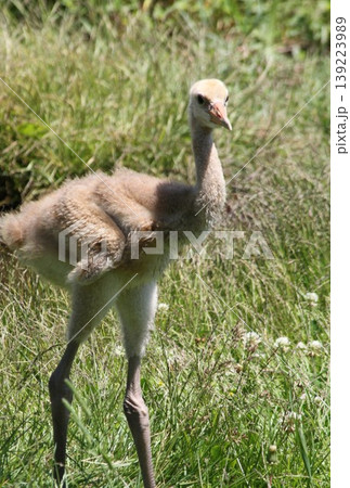 草地を歩くタンチョウのヒナ。北海道の道東で撮影された野生動物の幼鳥。単独・全身・自然環境のイメー 草地を歩くタンチョウのヒナ。北海道の道東で撮影された野生動物の幼鳥。単独・全身・自然環境のイメー 139223989