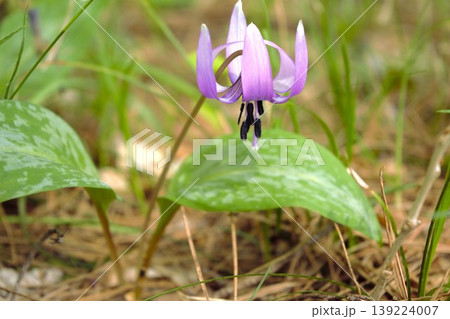 春の森に咲く可憐なカタクリの花 139224007