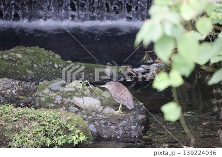 水辺に佇むゴイサギ 水辺に佇むゴイサギ 139224036
