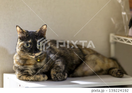 サビ猫 139224192