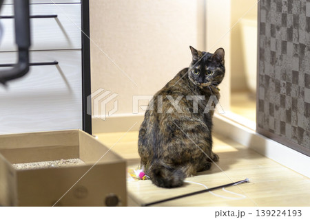 サビ猫 139224193