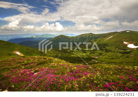 Mountain spring panorama with blooming rhododendron rue flowers and patches of snow under blue cloudy sky. Mountain spring panorama with blooming rhododendron rue flowers and patches of snow under blue cloudy sky. 139224231