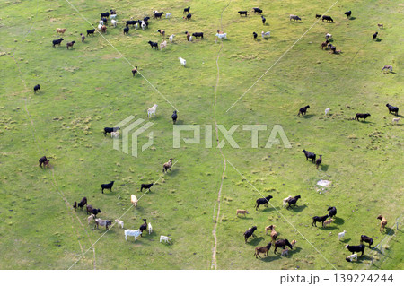 Milk cows grazing on green farm pasture. Production of organic dairy products. Feeding of cattle on farmland grassland 139224244