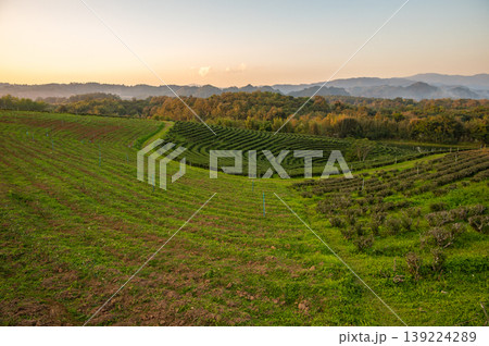 Tea plantation field after harvested in Chiang Rai province of Thailand.  139224289