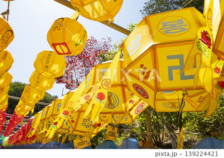 Buddha's Birthday, Lotus Lanterns for Buddha's Birthday 139224421