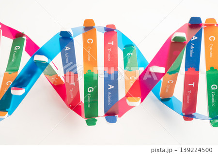 DNA molecule spiral structure model isolated on white background, chromosome and gene chemical science biology. DNA molecule spiral structure model isolated on white background, chromosome and gene chemical science biology. 139224500