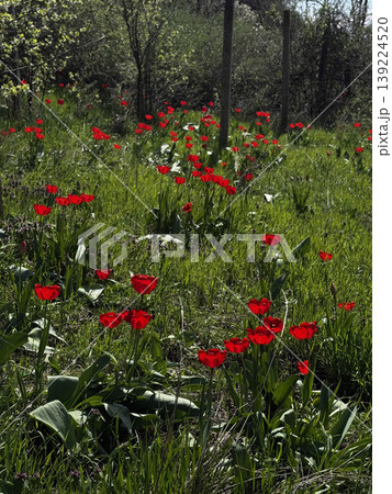 A field of bright red tulips surrounded by greenery. A field of bright red tulips surrounded by greenery. 139224520