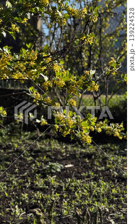 Close-up of blooming yellow flowers in a garden setting. Close-up of blooming yellow flowers in a garden setting. 139224528
