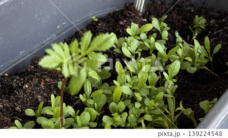 Fresh green plants thriving in rich soil, ideal for gardening themes. 139224548