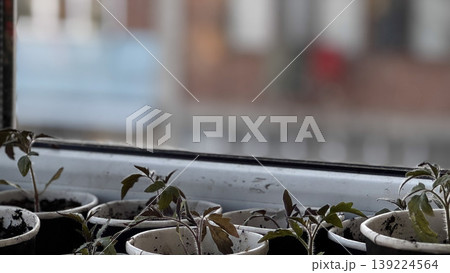 Fresh tomato seedlings thriving in small pots indoors. Fresh tomato seedlings thriving in small pots indoors. 139224564