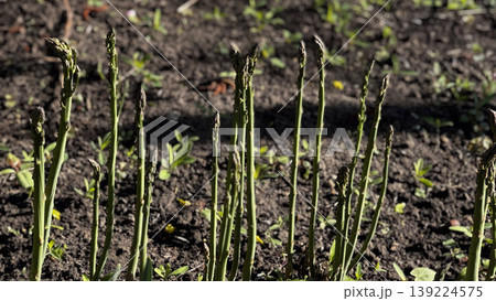 Vibrant asparagus spears emerging from rich garden soil. 139224575