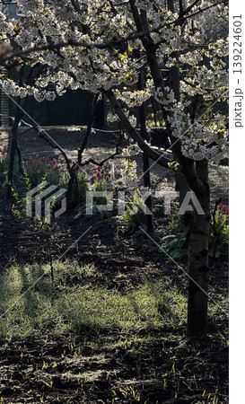 A tranquil garden scene featuring blooming trees and vibrant tulips. A tranquil garden scene featuring blooming trees and vibrant tulips. 139224601