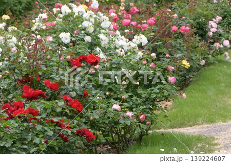 たくさん咲いた薔薇 たくさん咲いた薔薇 139224607