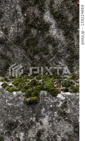 Close-up of vibrant moss growing on textured stone. Close-up of vibrant moss growing on textured stone. 139224669
