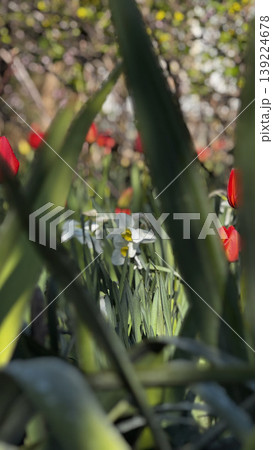 A close-up view of blooming tulips and daffodils in spring. A close-up view of blooming tulips and daffodils in spring. 139224678