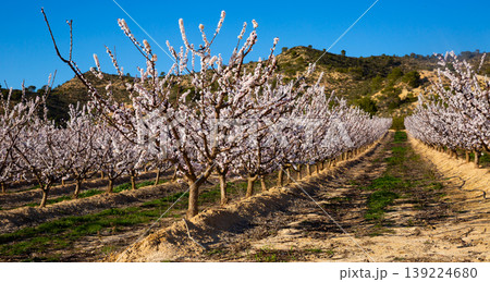 Blooming apricot trees in early spring Blooming apricot trees in early spring 139224680