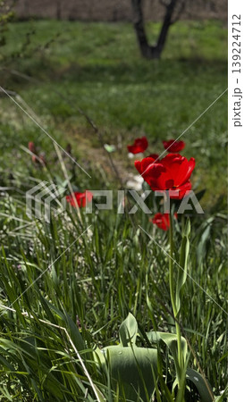 Stunning red tulips blooming in a serene green landscape. Stunning red tulips blooming in a serene green landscape. 139224712