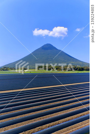 畑と開聞岳（鹿児島県・指宿市） 139224803