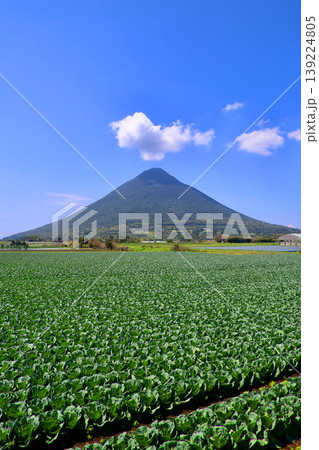 畑と開聞岳(鹿児島県・指宿市) 畑と開聞岳(鹿児島県・指宿市) 139224805