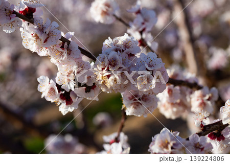 Blooming apricot trees in early spring Blooming apricot trees in early spring 139224806
