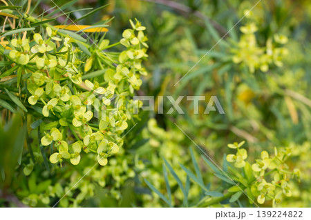 Leaves of Tabaiba salvaje (Euphorbia regis-jubae) closeup. Leaves of Tabaiba salvaje (Euphorbia regis-jubae) closeup. 139224822