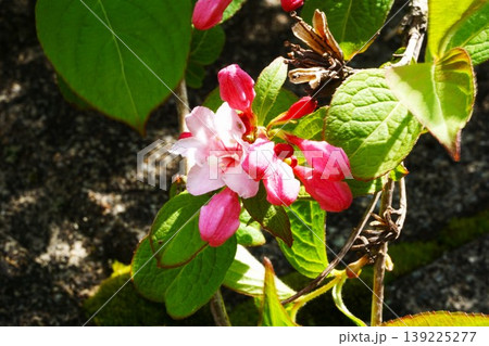 タニウツギの花 タニウツギの花 139225277