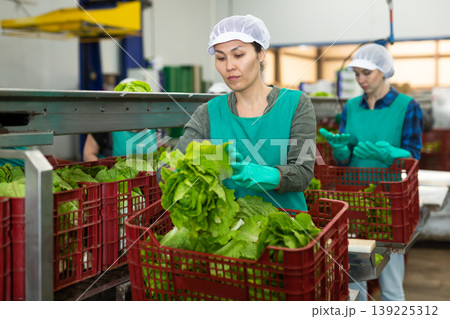 Female worker arranging lettuce in boxes at vegetable sorting factory 139225312