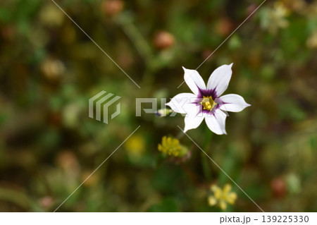 ニワゼキショウの花 ニワゼキショウの花 139225330