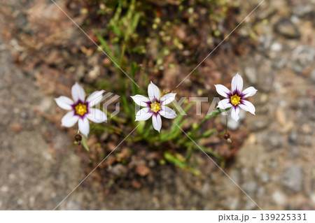 ニワゼキショウの花 139225331