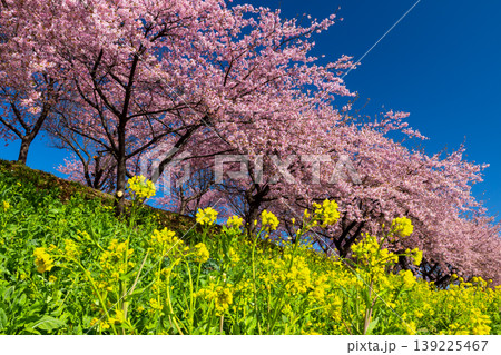 群馬県高崎市箕郷町善地 梅と桜の名所箕郷梅林 善地梅林広場の満開の河津桜並木と菜の花畑 群馬県高崎市箕郷町善地 梅と桜の名所箕郷梅林 善地梅林広場の満開の河津桜並木と菜の花畑 139225467