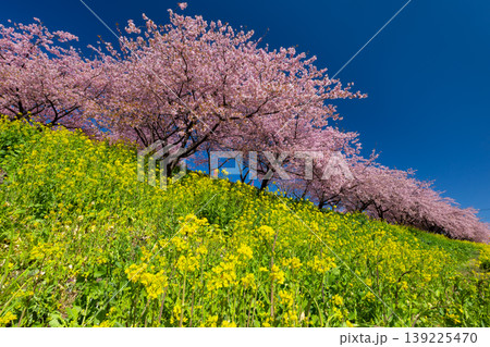 群馬県高崎市箕郷町善地 梅と桜の名所箕郷梅林 善地梅林広場の満開の河津桜並木と菜の花畑 群馬県高崎市箕郷町善地 梅と桜の名所箕郷梅林 善地梅林広場の満開の河津桜並木と菜の花畑 139225470
