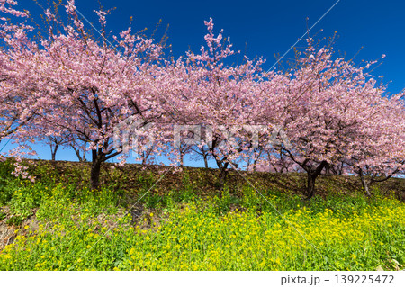 群馬県高崎市箕郷町善地　梅と桜の名所箕郷梅林　善地梅林広場の満開の河津桜並木と菜の花畑 139225472
