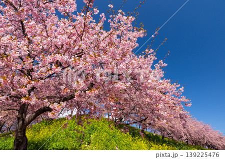 群馬県高崎市箕郷町善地 梅と桜の名所箕郷梅林 善地梅林広場の満開の河津桜並木と菜の花畑 群馬県高崎市箕郷町善地 梅と桜の名所箕郷梅林 善地梅林広場の満開の河津桜並木と菜の花畑 139225476