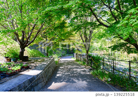 若葉の季節 仙台市野草園 若葉の季節 仙台市野草園 139225518