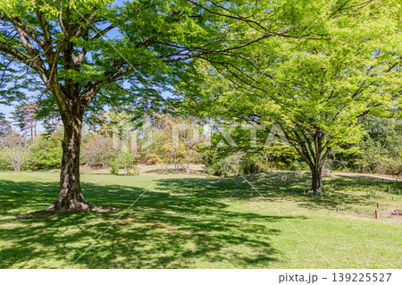 若葉の季節 仙台市野草園 若葉の季節 仙台市野草園 139225527
