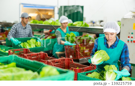 Young workwoman arranging lettuce in boxes on sorting line Young workwoman arranging lettuce in boxes on sorting line 139225759
