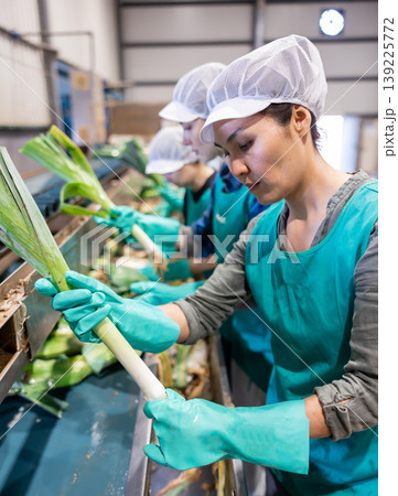 Woman sorting leeks and checking quality on conveyor belt at vegetable factory Woman sorting leeks and checking quality on conveyor belt at vegetable factory 139225772